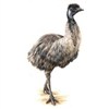 EMU & EMU Products